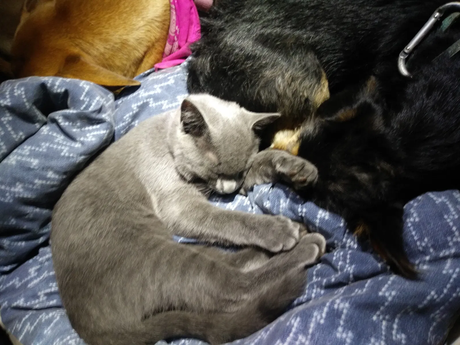 Lost cat in Denver, CO, 80216