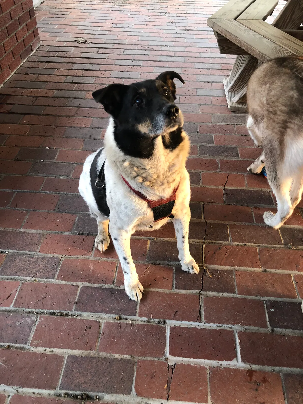 Found dog in Clearwater, MN, 55320