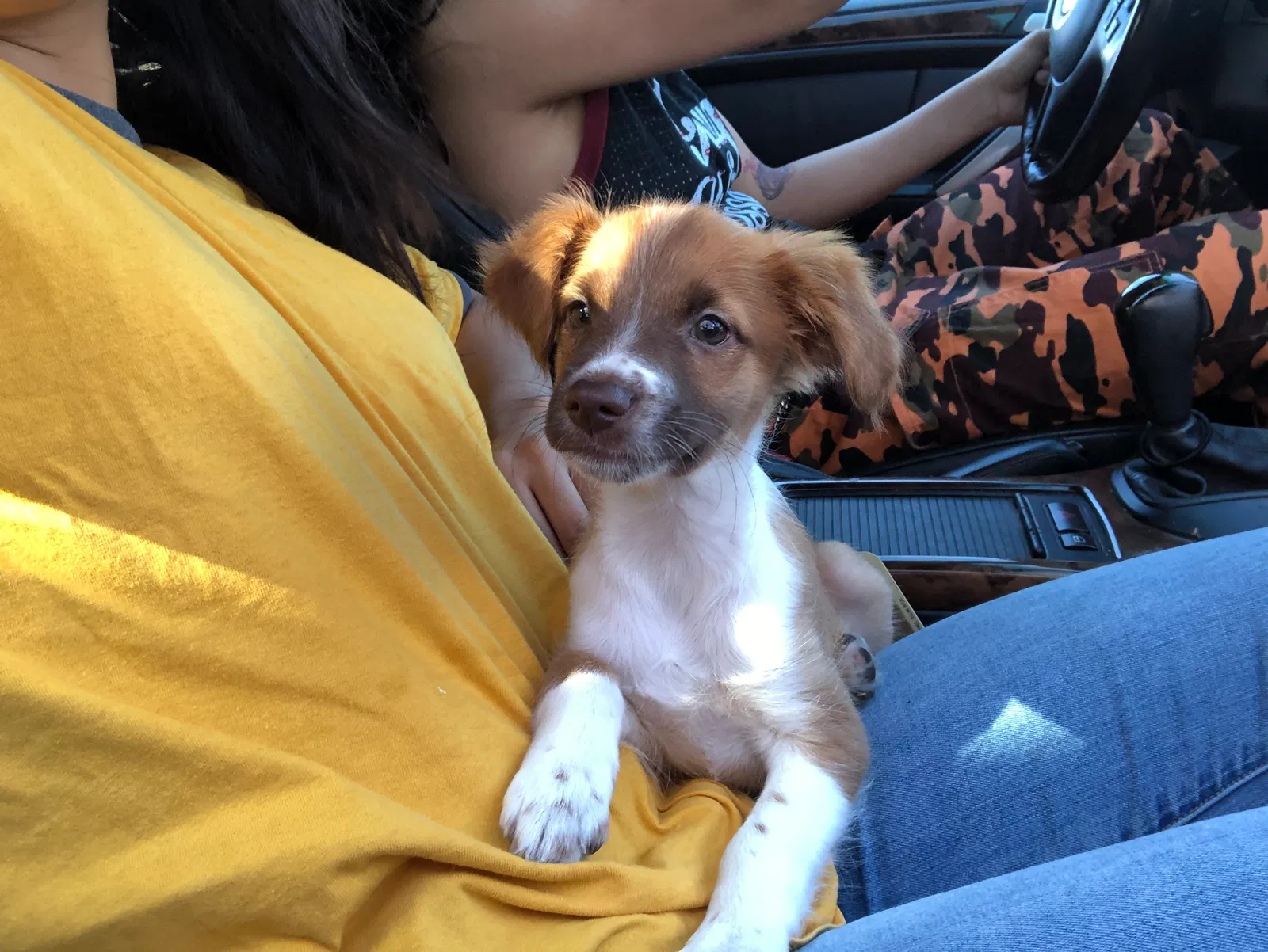 Lost dog in Pacoima, CA, 91331