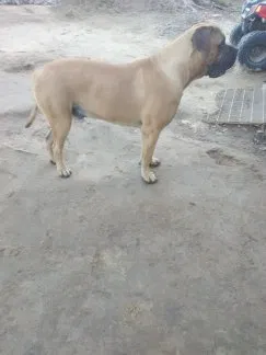 Lost dog in Nauvoo, AL, 35578