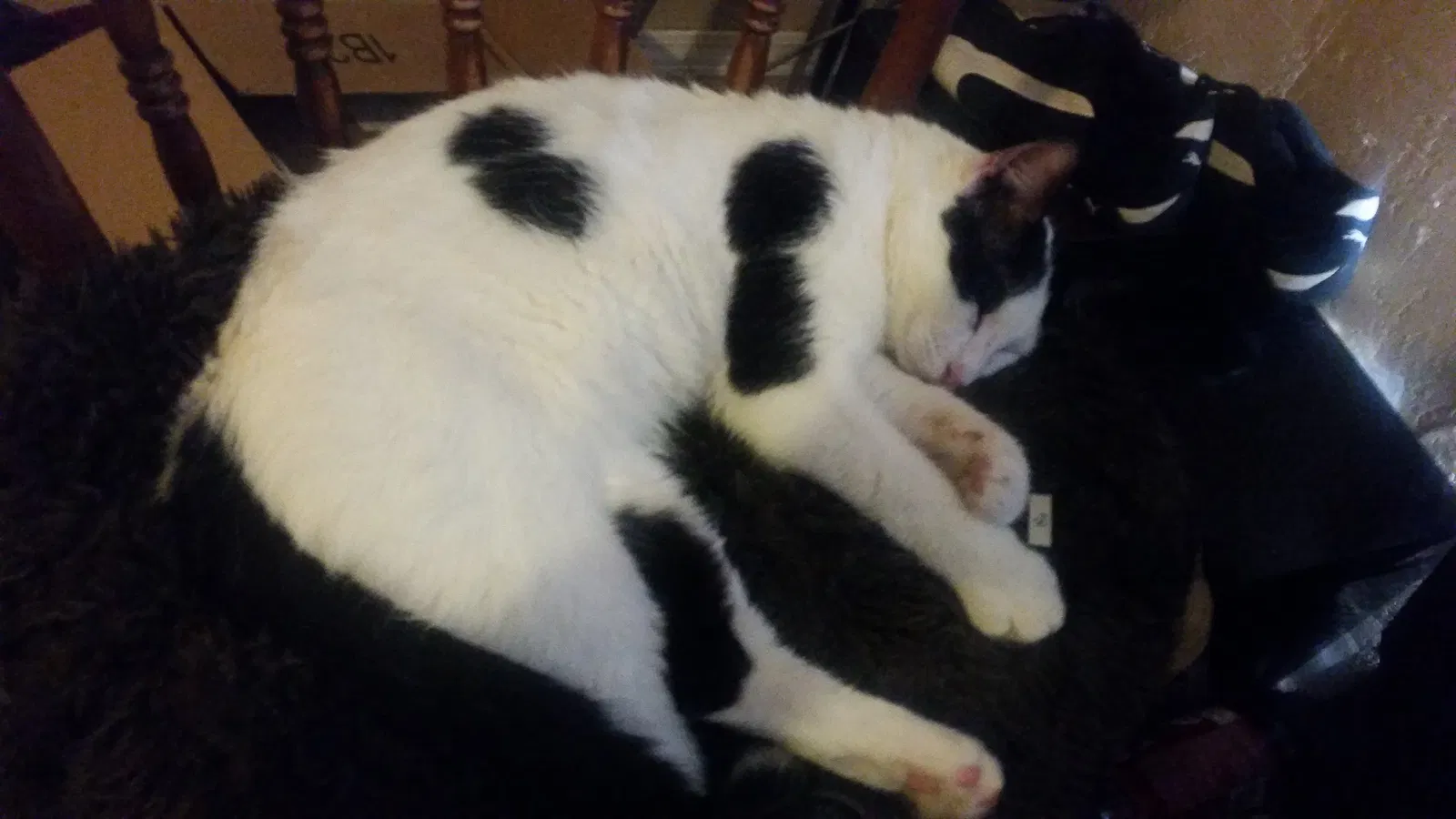Lost cat in Wilburton, OK, 74578
