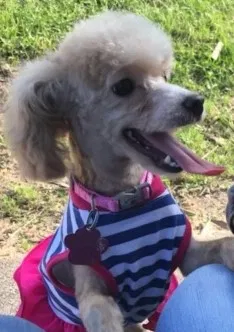 Lost dog in Lake Charles, LA, 70607
