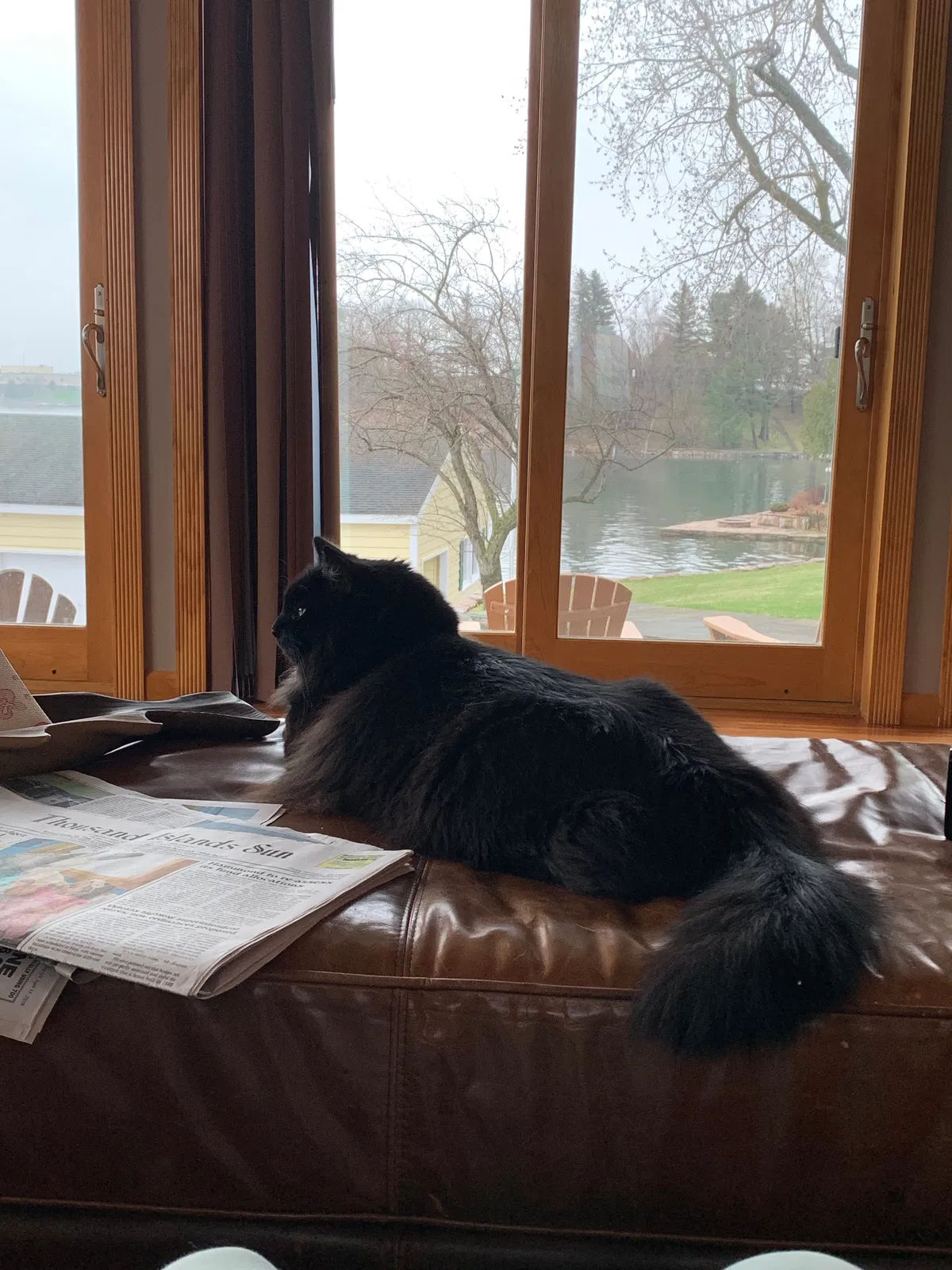 Lost cat in Syracuse, NY, 13212