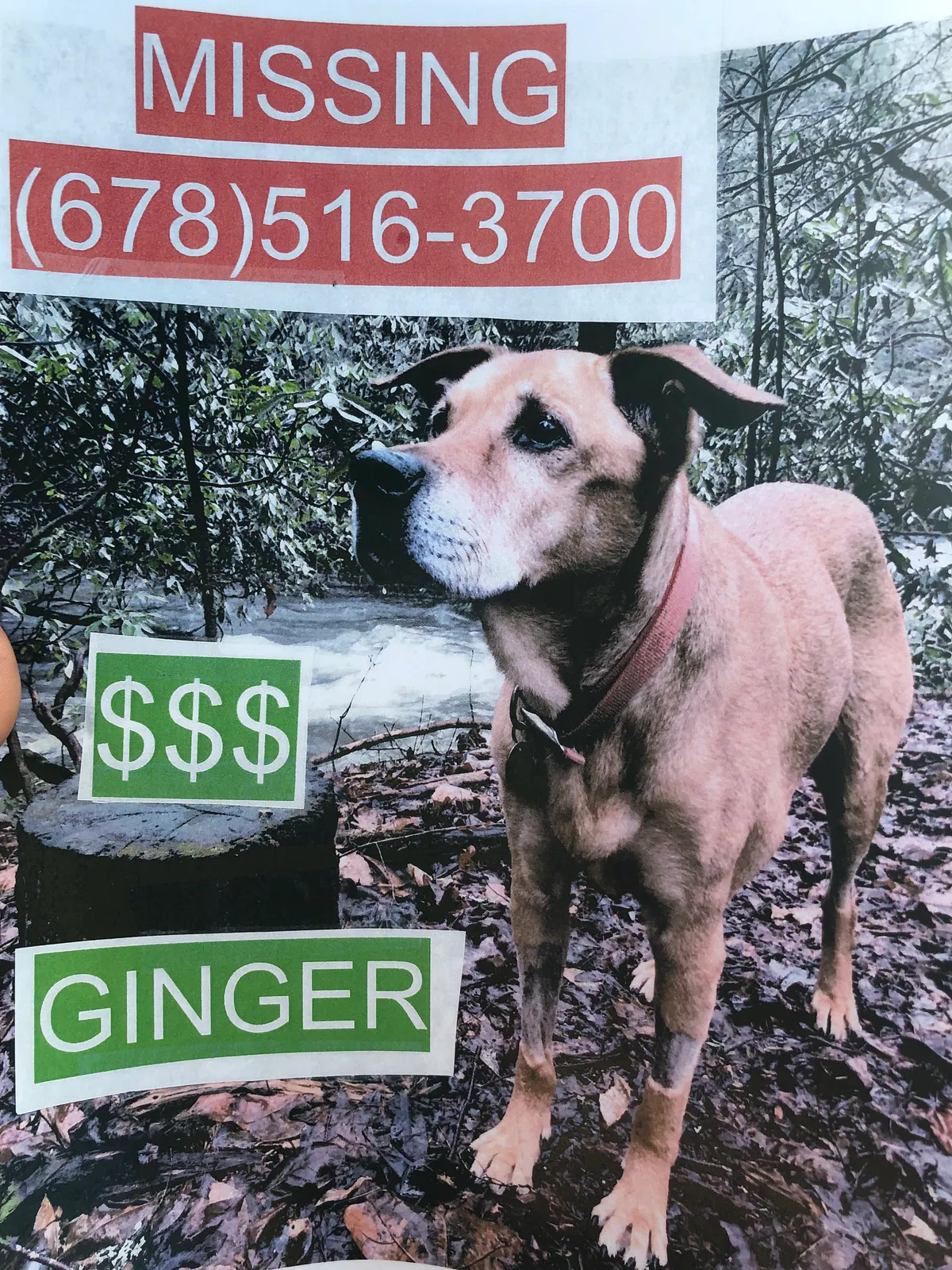 Lost dog in Cherry Log, GA, 30522