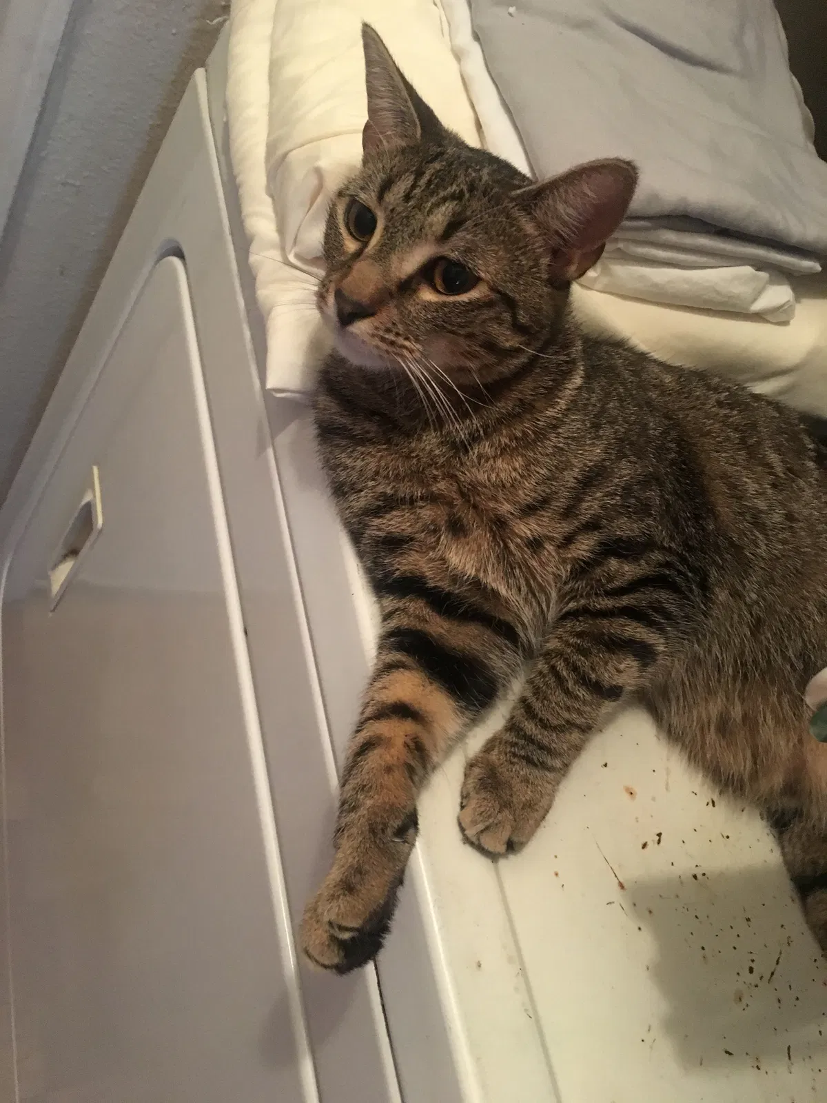 Lost cat in Fort Worth, TX, 76133