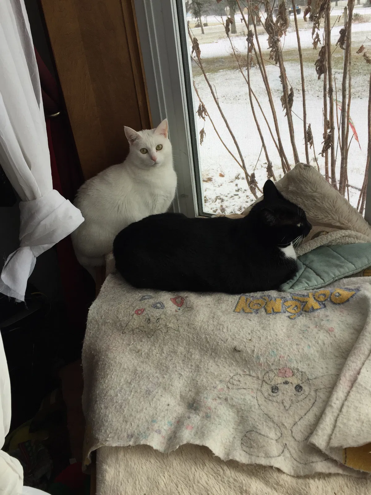 Lost cat in Monclova, OH, 43542