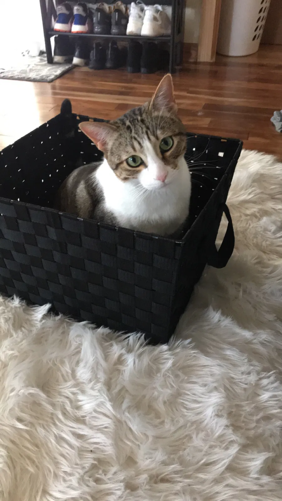 Lost cat in Hillsboro, OR, 97124