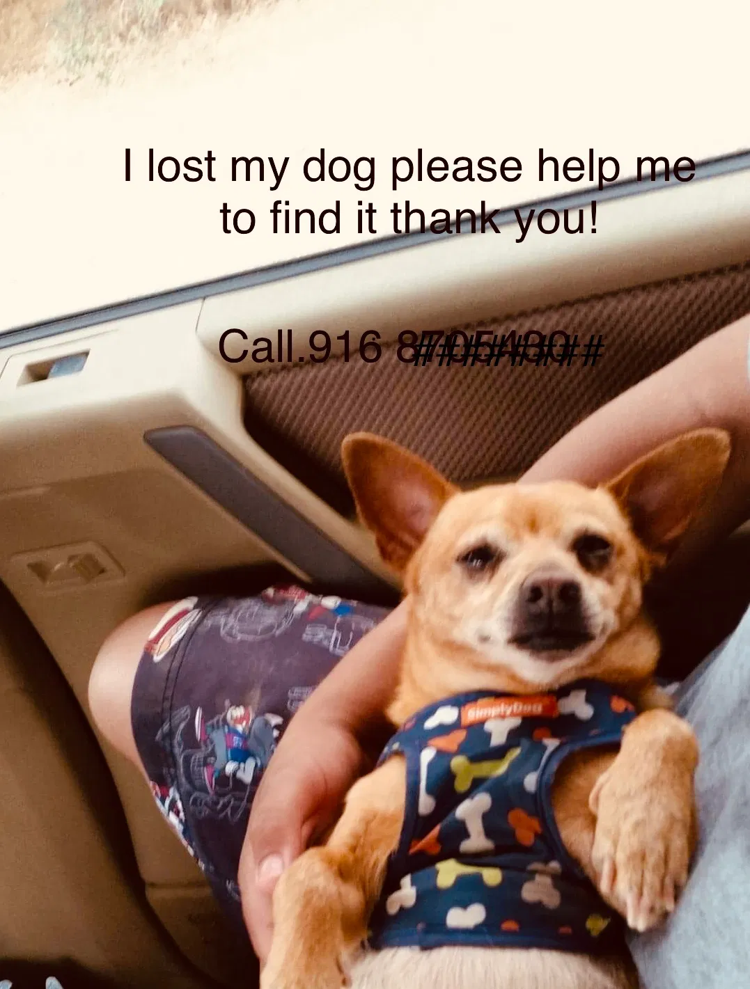 Lost dog in Sacramento, CA, 95823