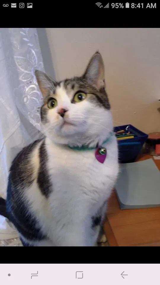 Lost cat in Hudsonville, MI, 49426