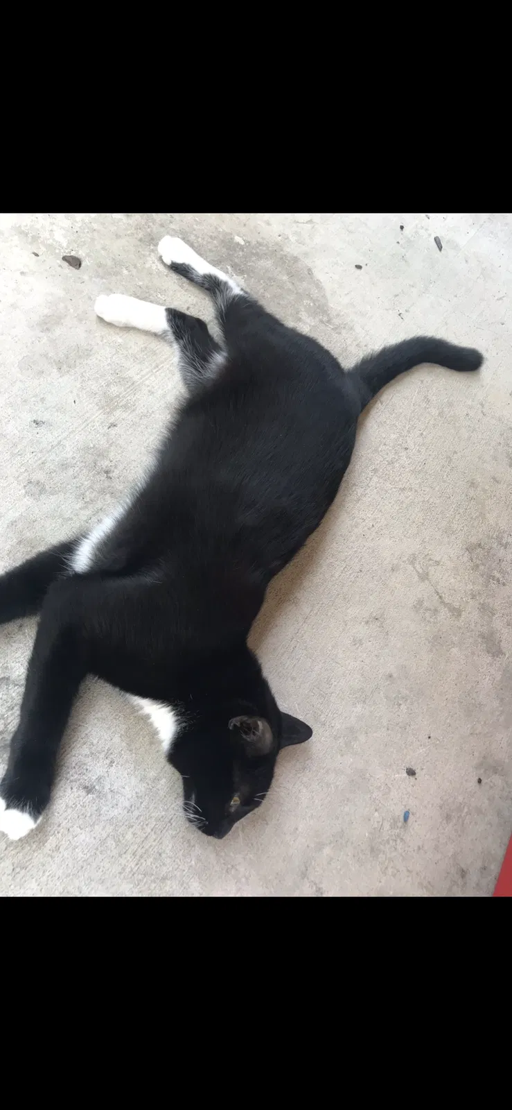 Lost cat in Cibolo, TX, 78108