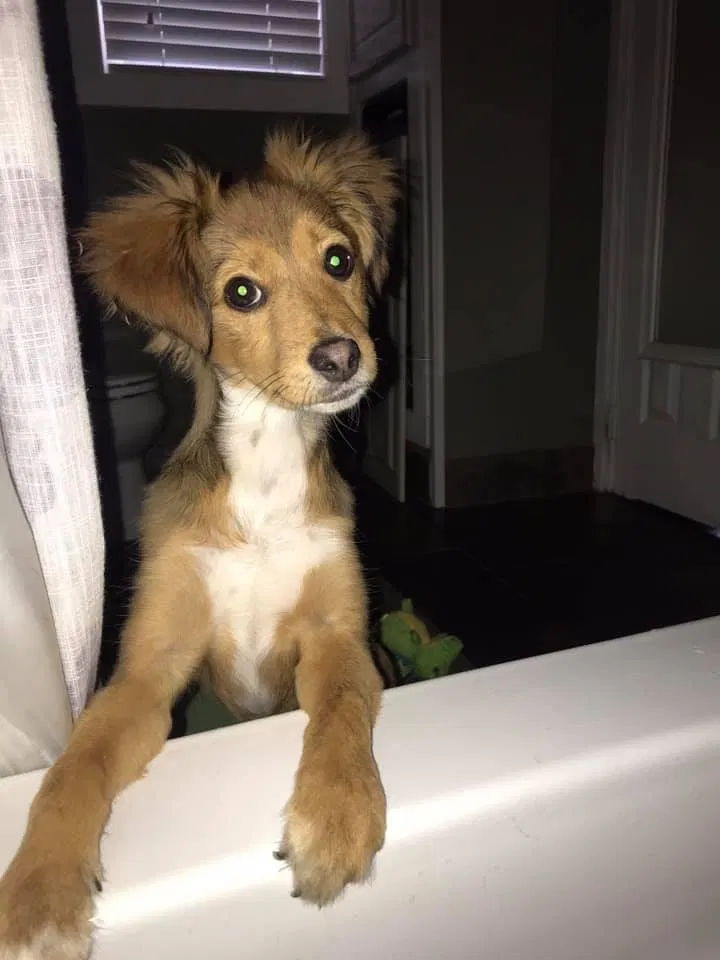 Lost dog in Hinckley, MN, 55037