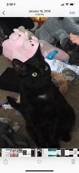 Lost cat in Dillsburg, PA, 17019