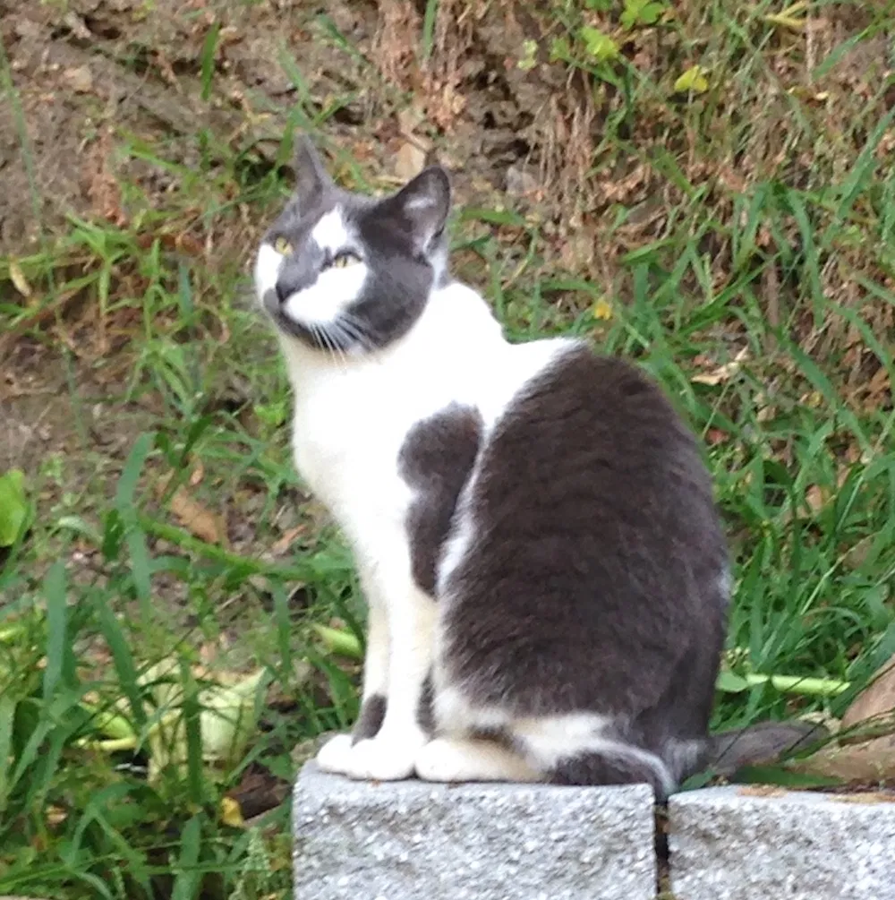 Lost cat in San Rafael, CA, 94901