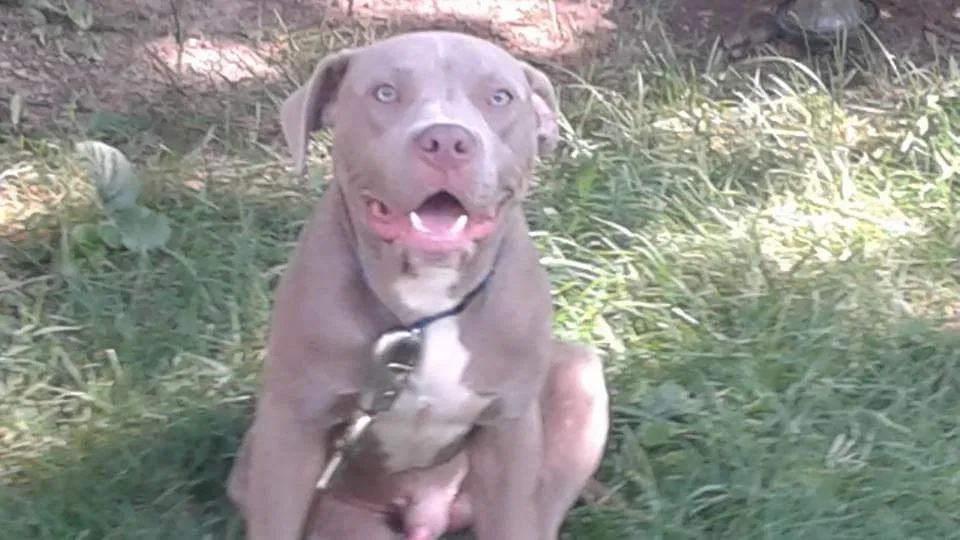 Lost dog in Columbus, OH, 43211