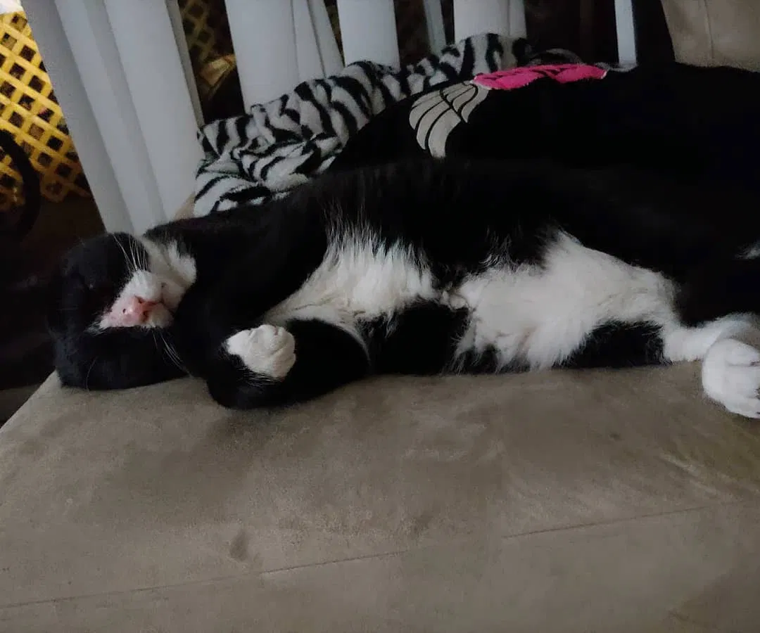 Lost cat in Holiday, FL, 34691