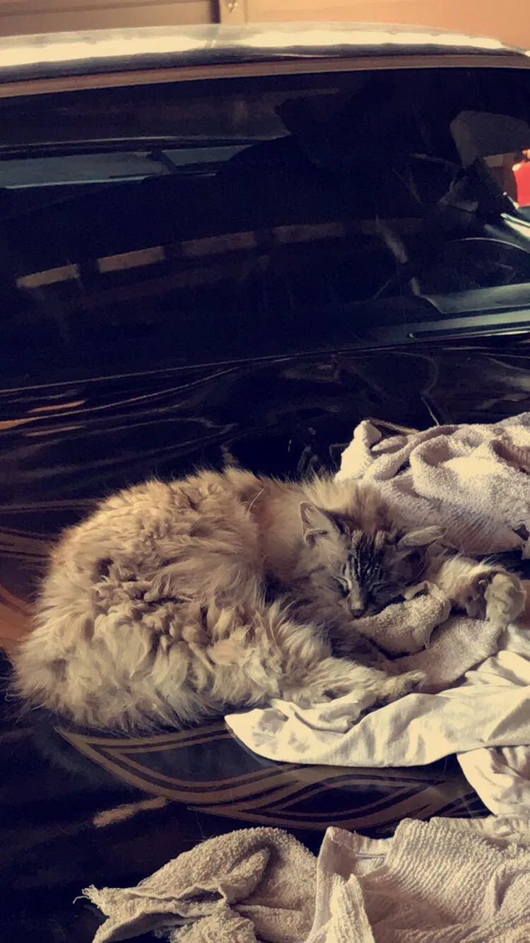 Lost cat in Lake Elsinore, CA, 92530