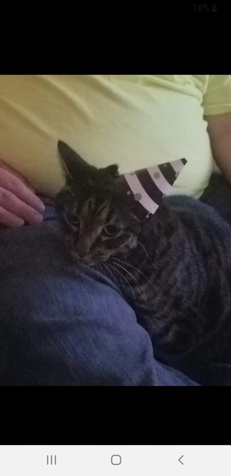 Lost cat in Crown Point, IN, 46307