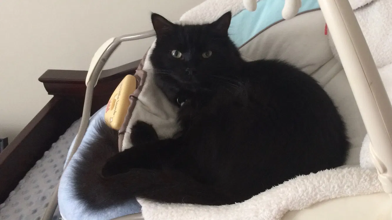 Lost cat in Matthews, NC, 28105