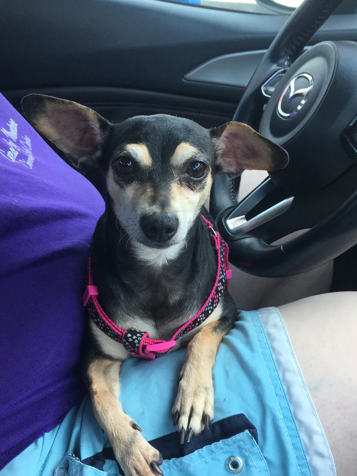 Lost dog in Newport, NC, 28570