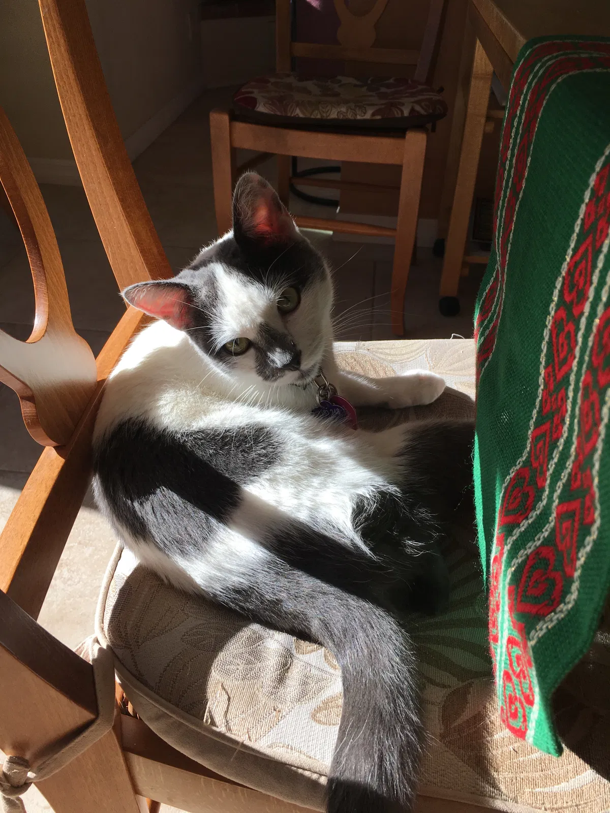 Lost cat in Goleta, CA, 93117