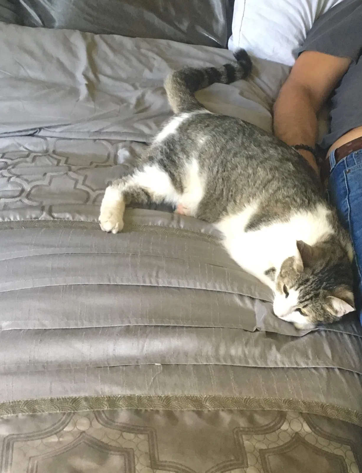 Lost cat in Casa Grande, AZ, 85194