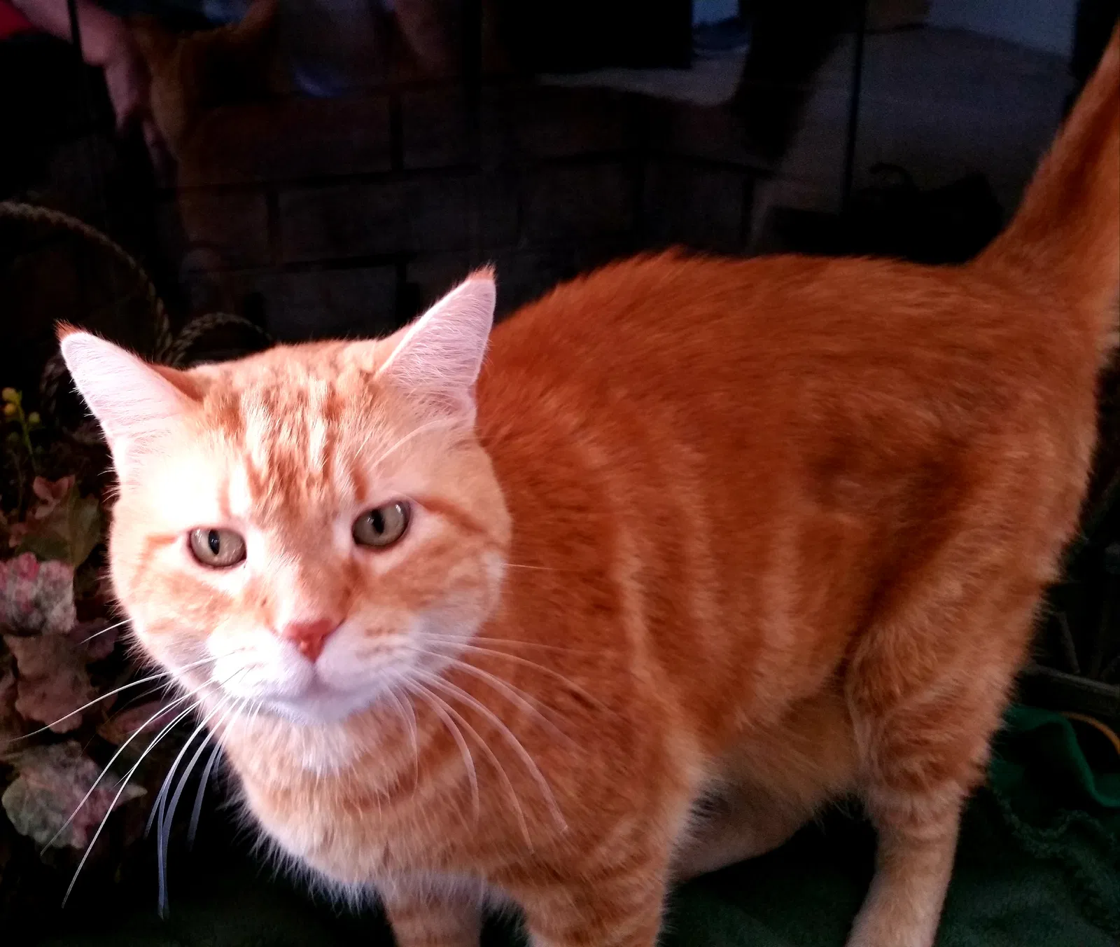 Lost cat in Oceanside, CA, 92057