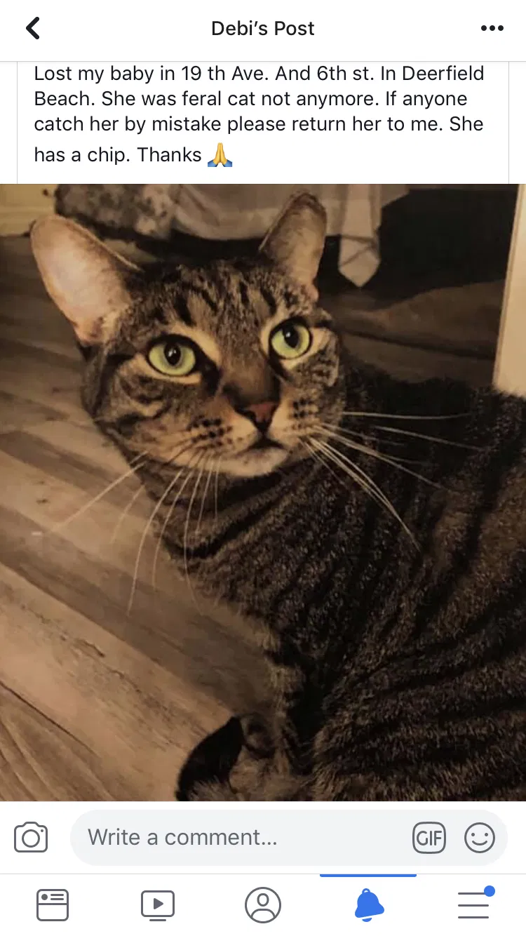 Lost cat in Deerfield Beach, FL, 33441