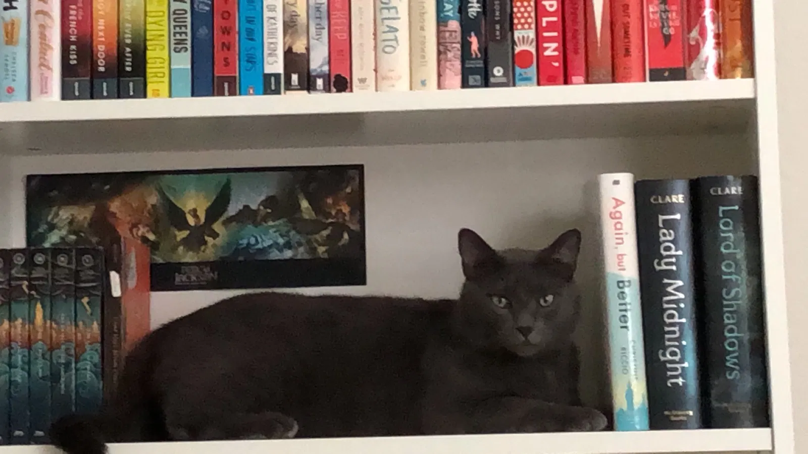 Lost cat in Dallas, NC, 28034
