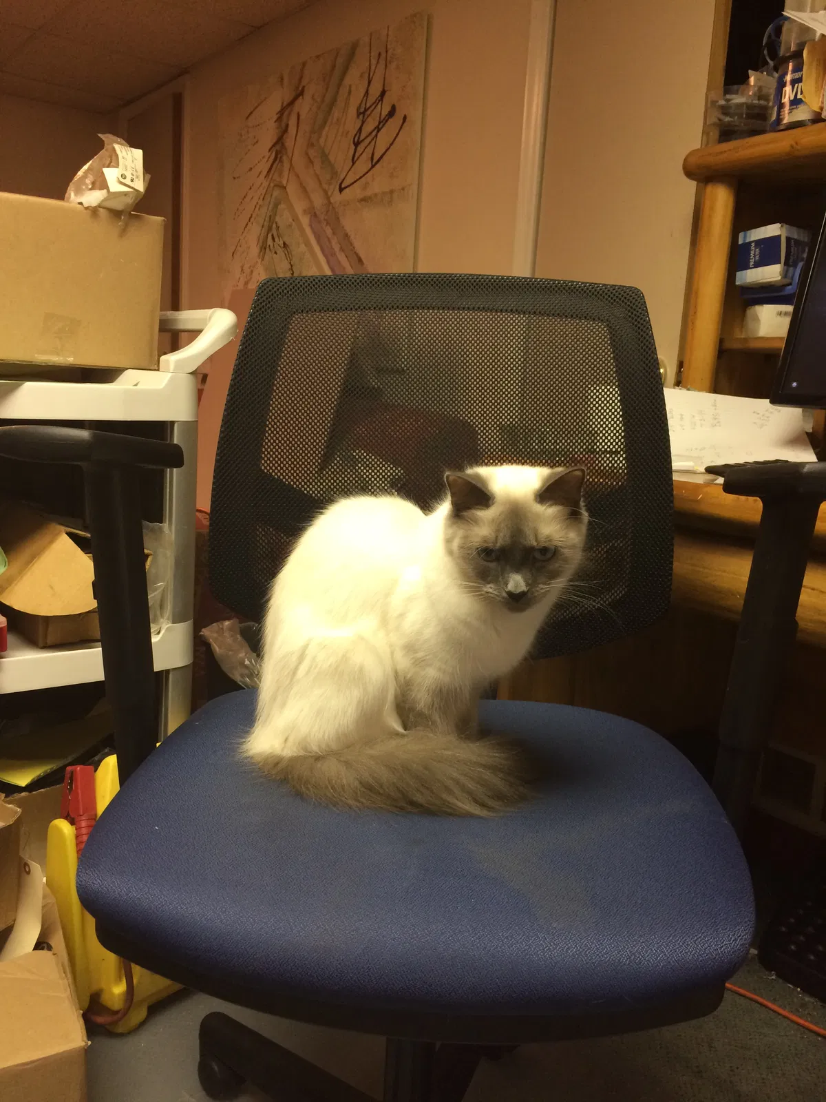 Lost cat in Warren, MI, 48092