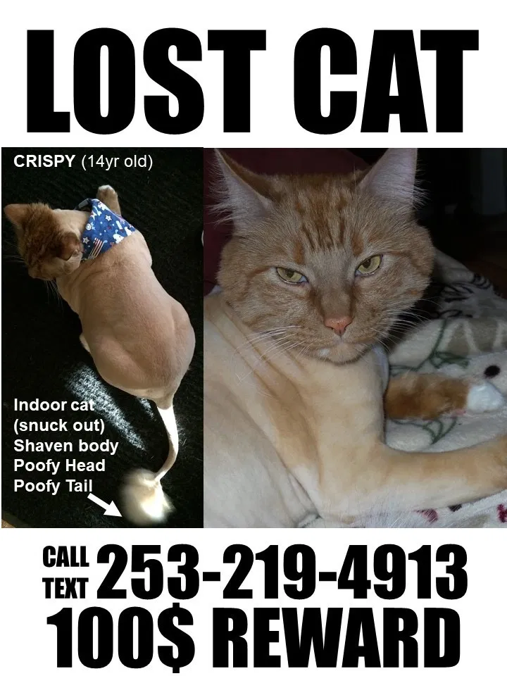Lost cat in Tacoma, WA, 98445