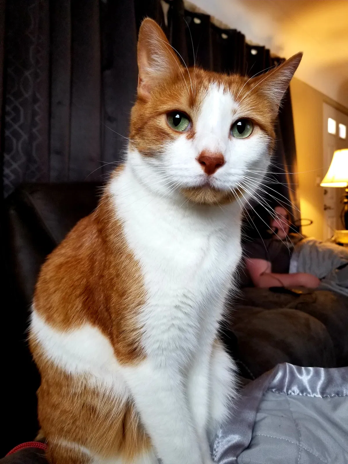 Lost cat in Bay City, MI, 48708