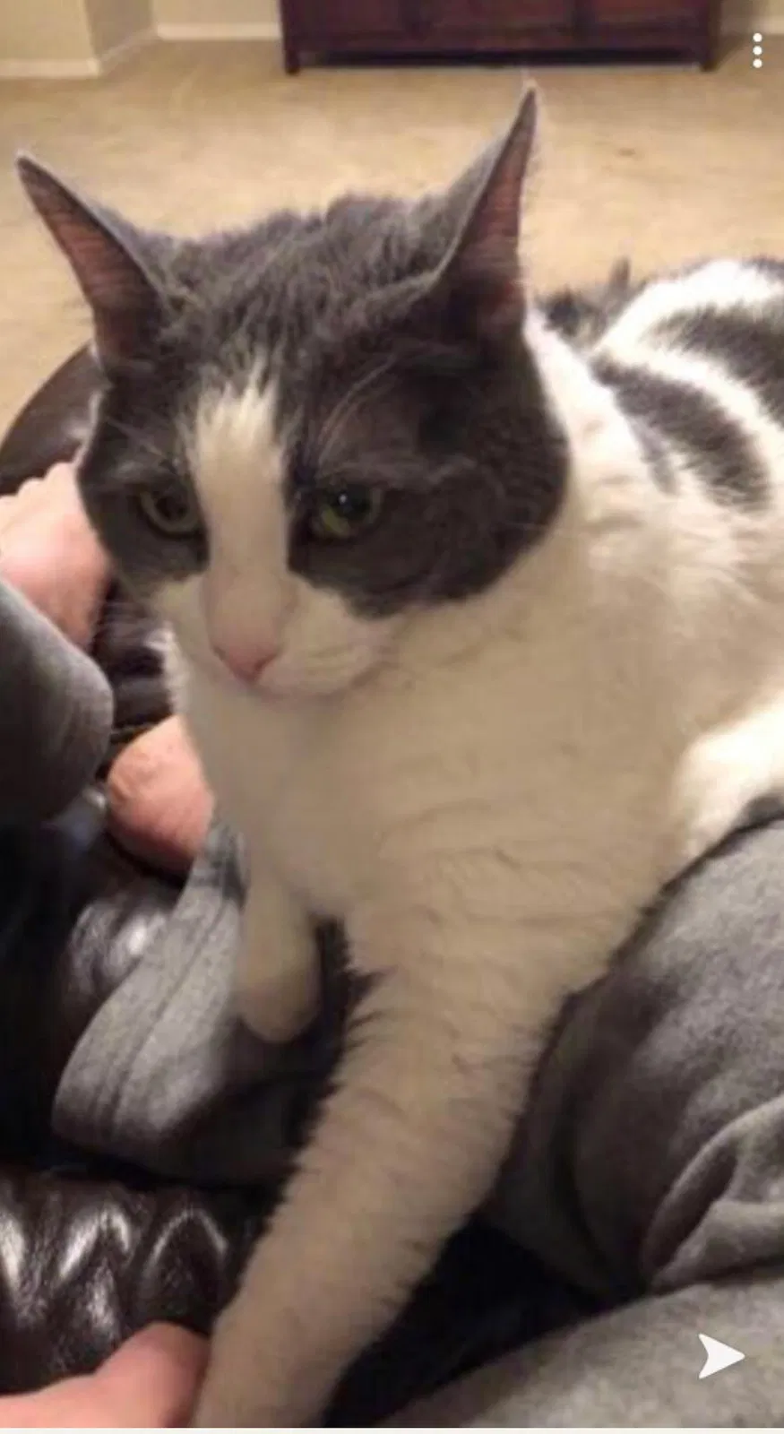 Lost cat in Chandler, AZ, 85249