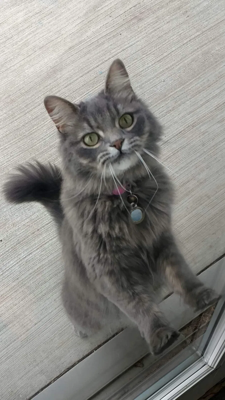 Lost cat in Rice Lake, WI, 54868