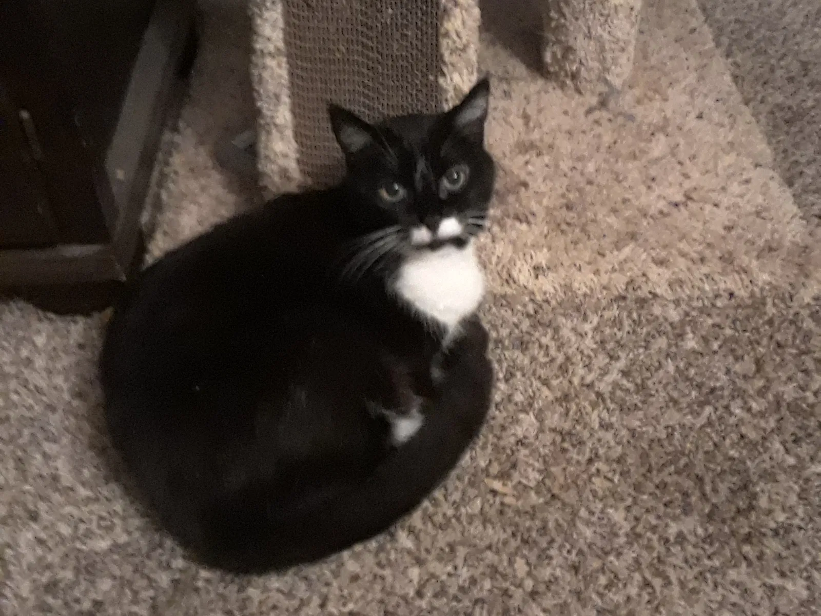 Lost cat in La Mesa, CA, 91942