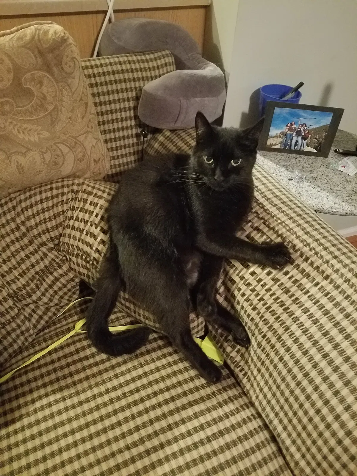 Lost cat in Weaverville, NC, 28787