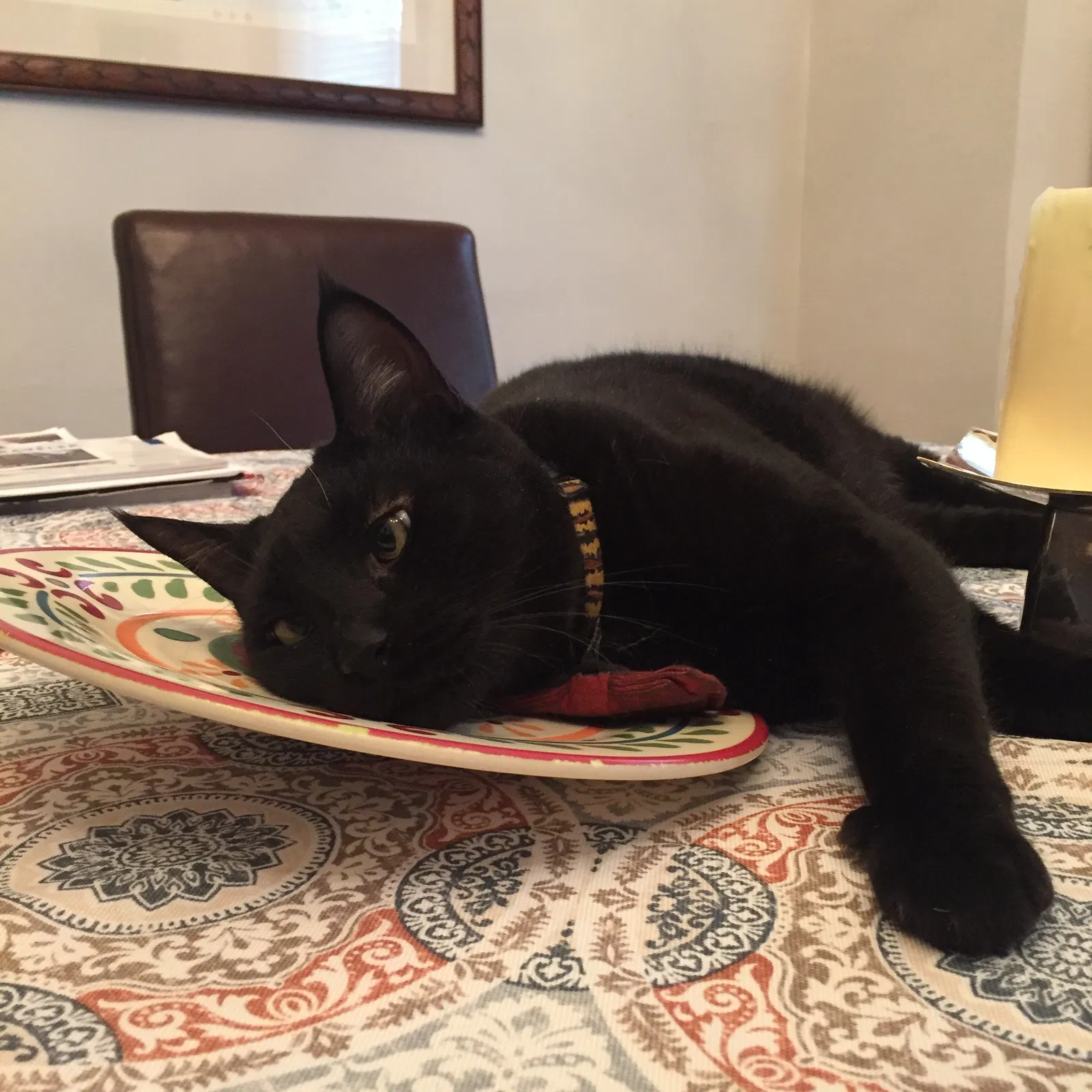 Lost cat in Weehawken, NJ, 7086