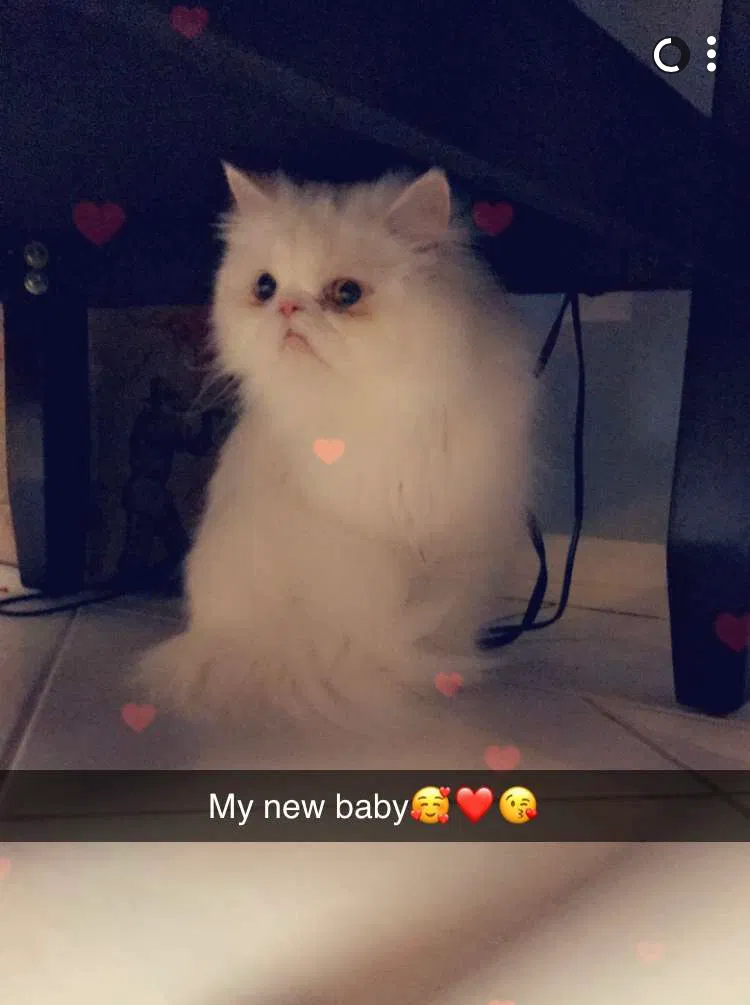 Lost cat in Thousand Oaks, CA, 91362