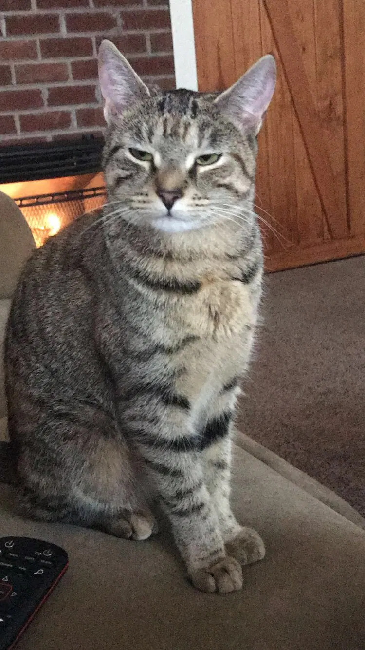 Lost cat in Gum Spring, VA, 23065