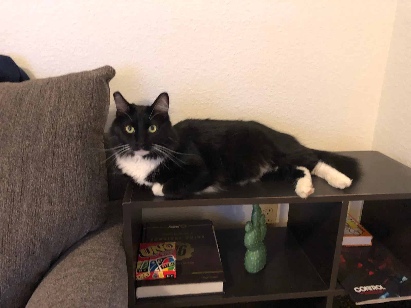 Lost cat in El Paso, TX, 79904