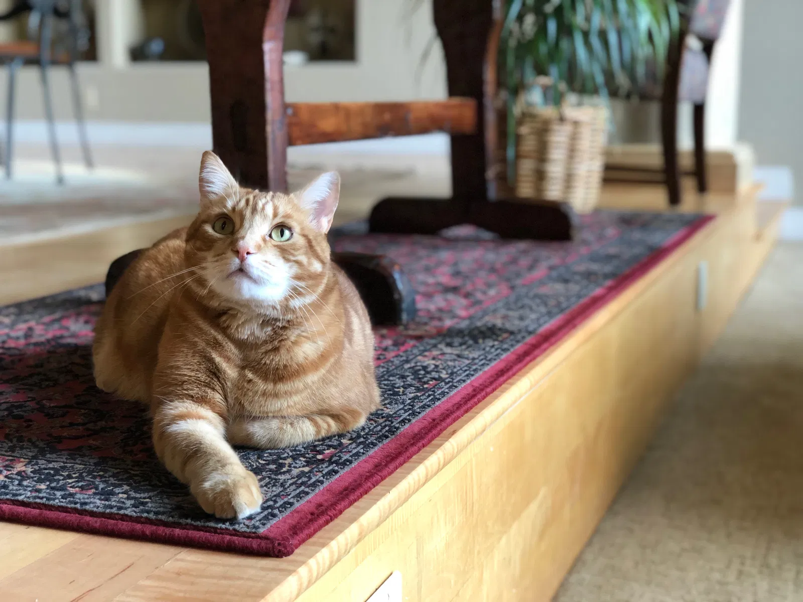 Lost cat in Boise, ID, 83706