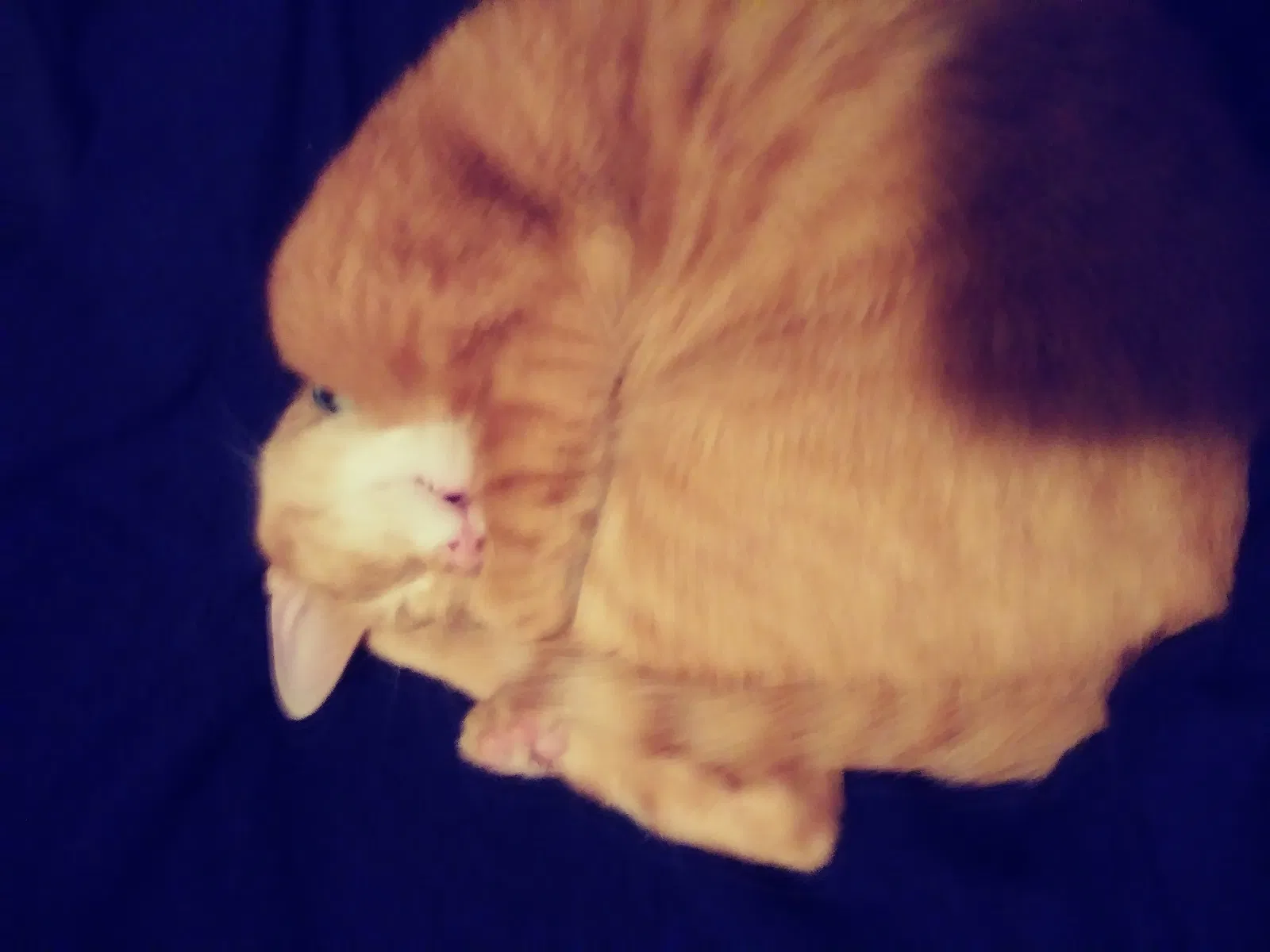 Lost cat in Tulsa, OK, 74129