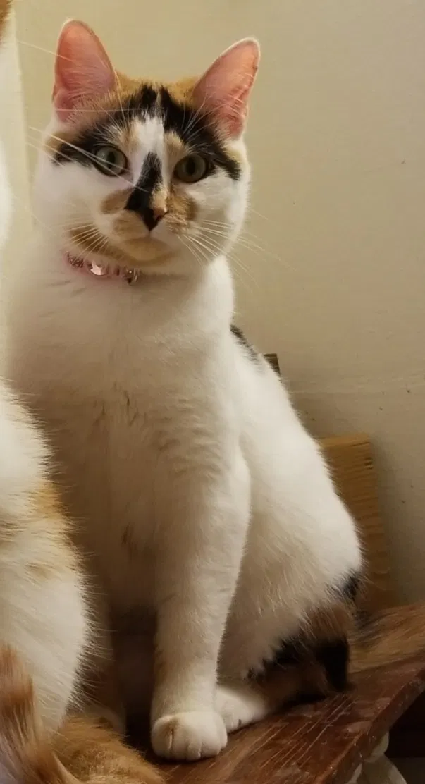 Lost cat in Ellsworth, WI, 54011