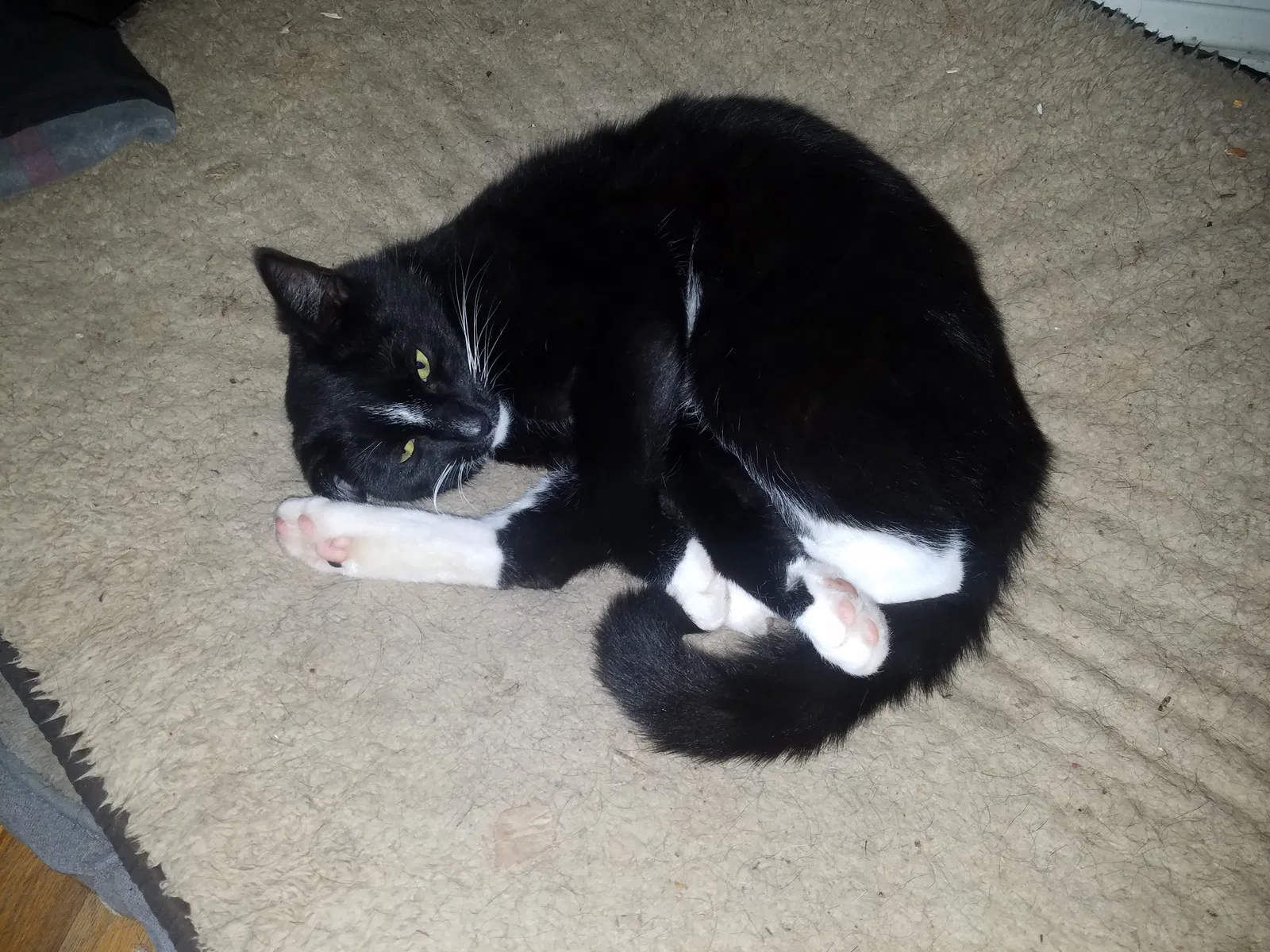 Lost cat in Nokesville, VA, 20181
