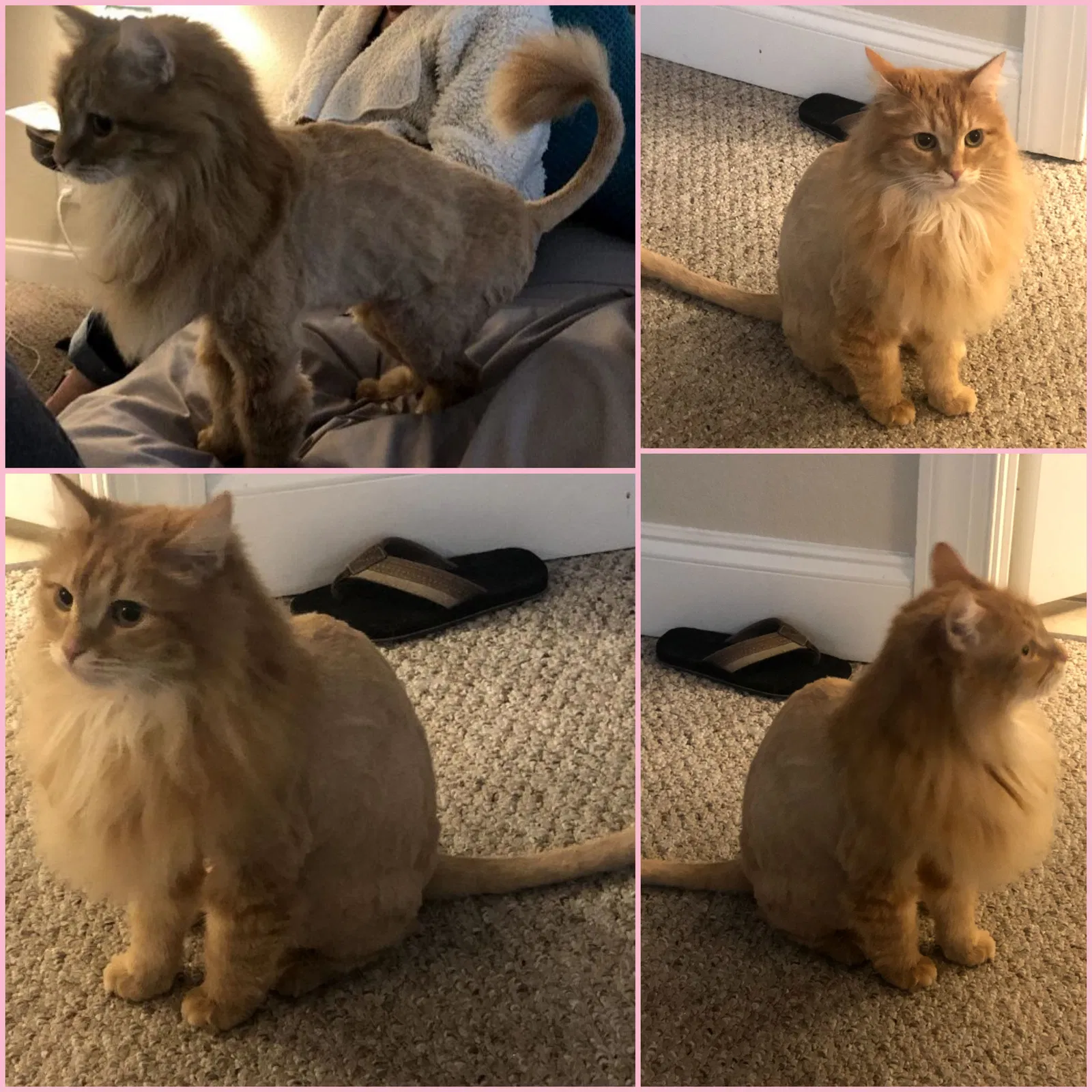 Lost cat in Johnson City, TN, 37604