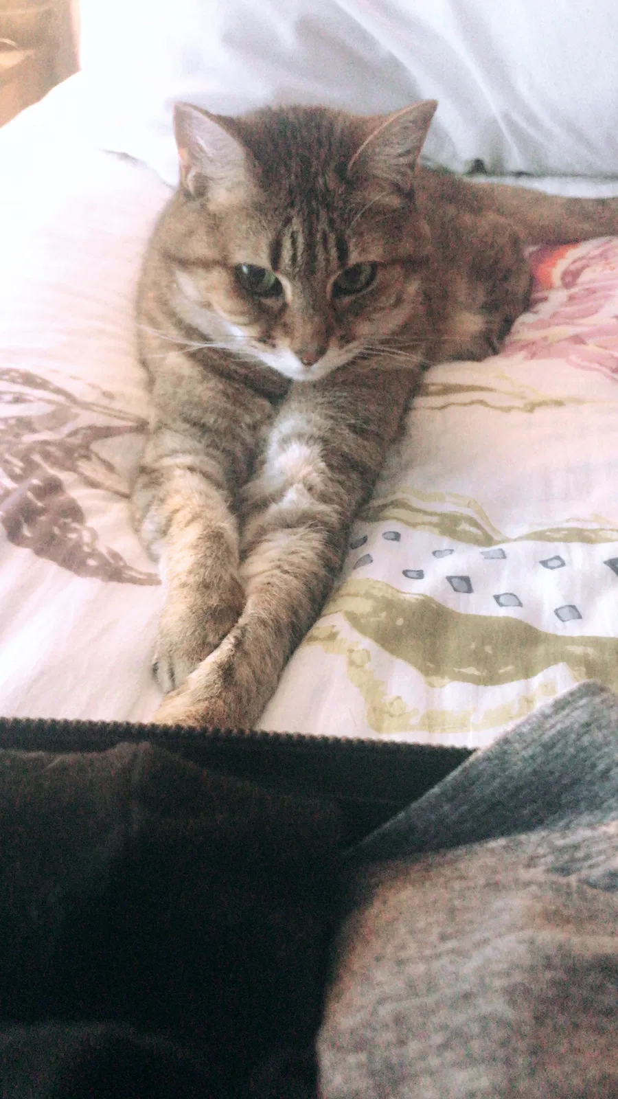 Lost cat in Minneapolis, MN, 55426