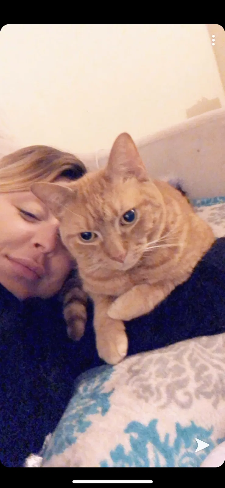 Lost cat in Northridge, CA, 91324
