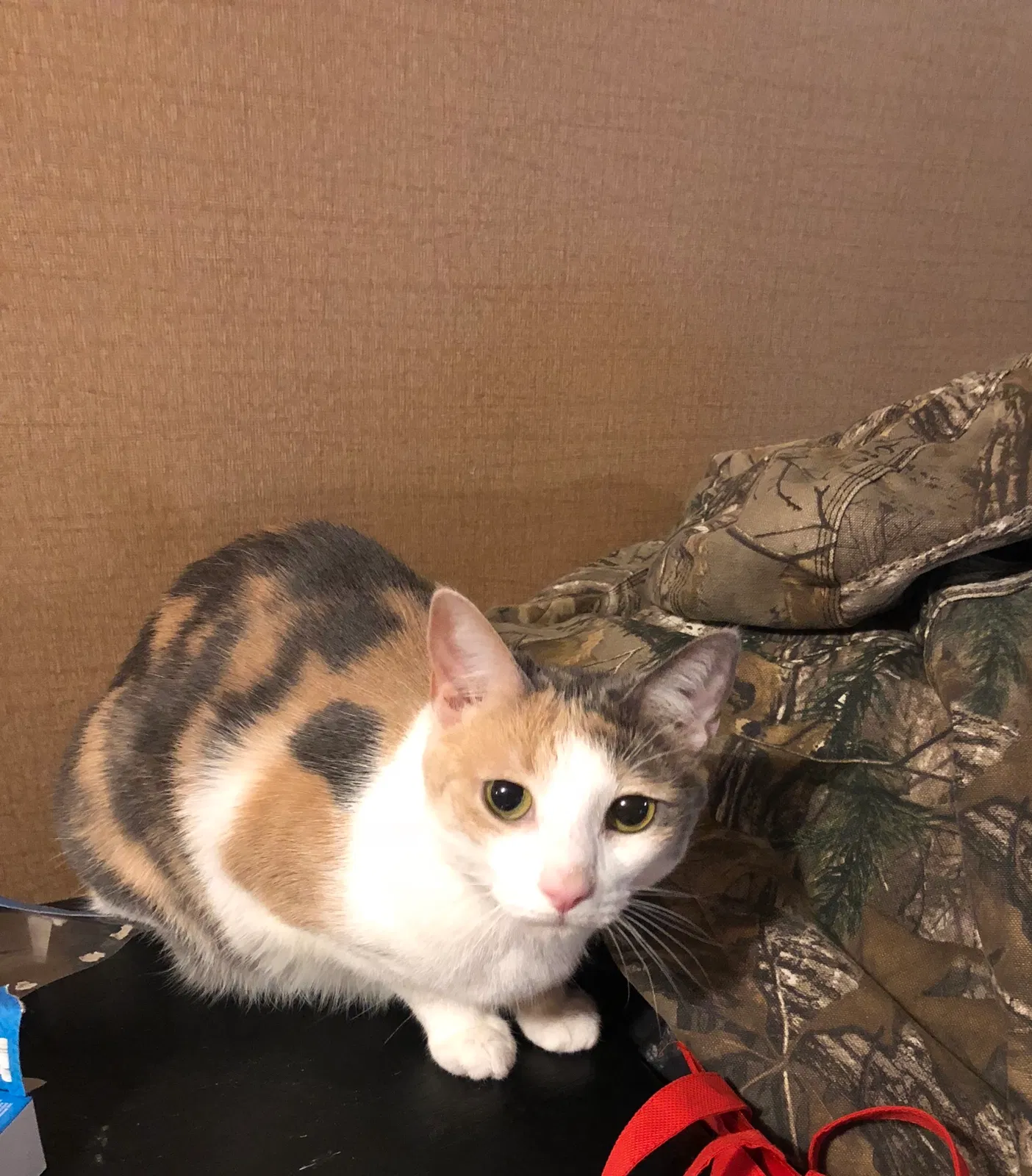 Lost cat in Jessup, MD, 20794