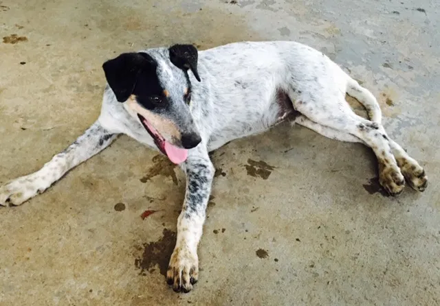 Lost dog in Weatherford, TX, 76088