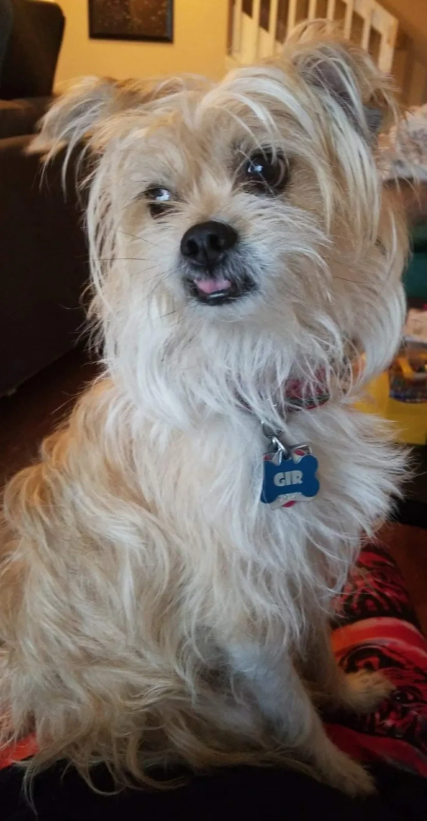 Lost dog in Tulsa, OK, 74134