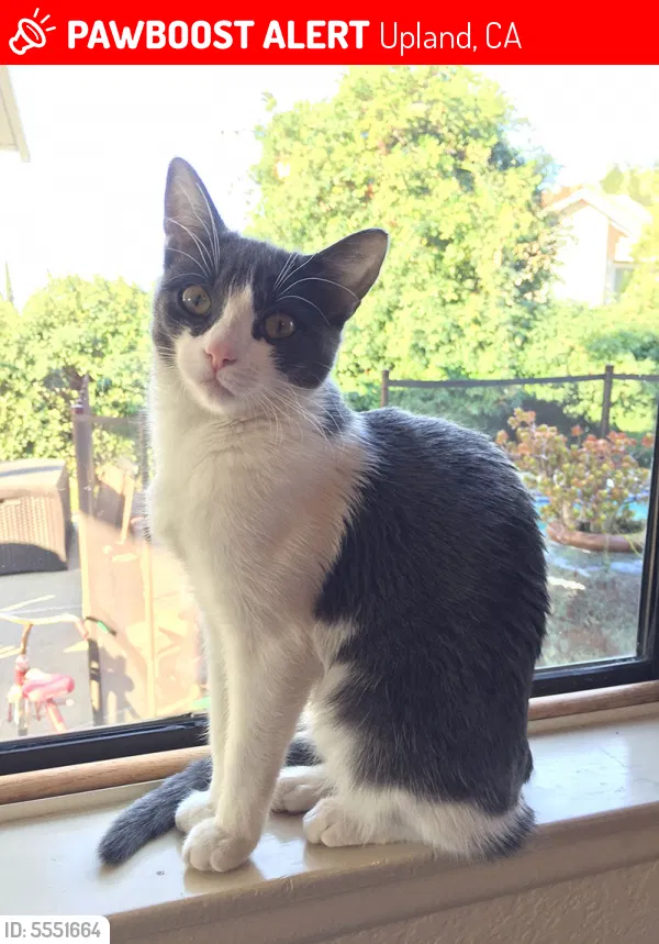 Lost cat in Upland, CA, 91784